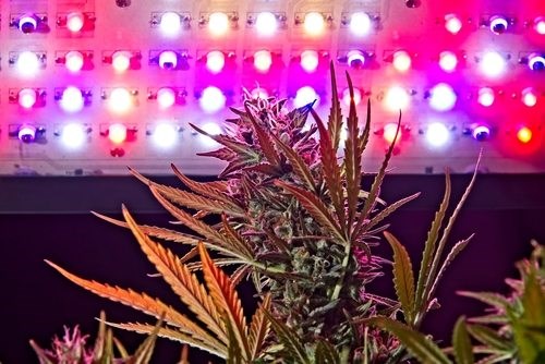 Cheap Led Grow Lights: Archibald Smith