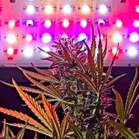 Cheap Led Grow Lights: Archibald Smith